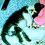 animal, black_and_white, blanket, cat, comfort, cozy, cute, fur, fur_pattern, indoor, kitten, paw, pet, pink, plush_toy, relaxing, resting, sleeping, snuggling, soft