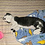 Charlee is registered to the contest to win money with this photo: kitten, cat, sleeping, black_and_white, blanket, bedspread, striped, soft, cozy, indoor, pet, animal, cute, resting, feline, paw, fur, domestic, nap, comfort