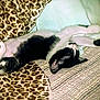 animal, bed, black_and_white, cat, comfort, cozy, cute, domestic, feline, fur, indoor, laying_down, leopard_print, mammal, pet, pillow, relaxation, resting, sleeping, whiskers