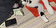 Charlee joined the competition — help win amazing prizes! kitten, cat, black_and_white, orange_cloth, striped_fabric, dollar_bills, lighter, paw, whiskers, face, playful, curious, indoor, textile, money, animal, pet, resting, closeup, feline