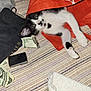 animal, black_and_white, cat, closeup, curious, dollar_bills, face, feline, indoor, kitten, lighter, money, orange_cloth, paw, pet, playful, resting, striped_fabric, textile, whiskers