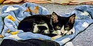 Charlee joined the competition — help win amazing prizes! animal, black_and_white_cat, blanket, blue_blanket, cat, close_up, comfort, cozy, cute, domestic_cat, fur, green_eyes, indoor, looking, lying_down, pet, relaxed, resting, soft_texture, star_pattern