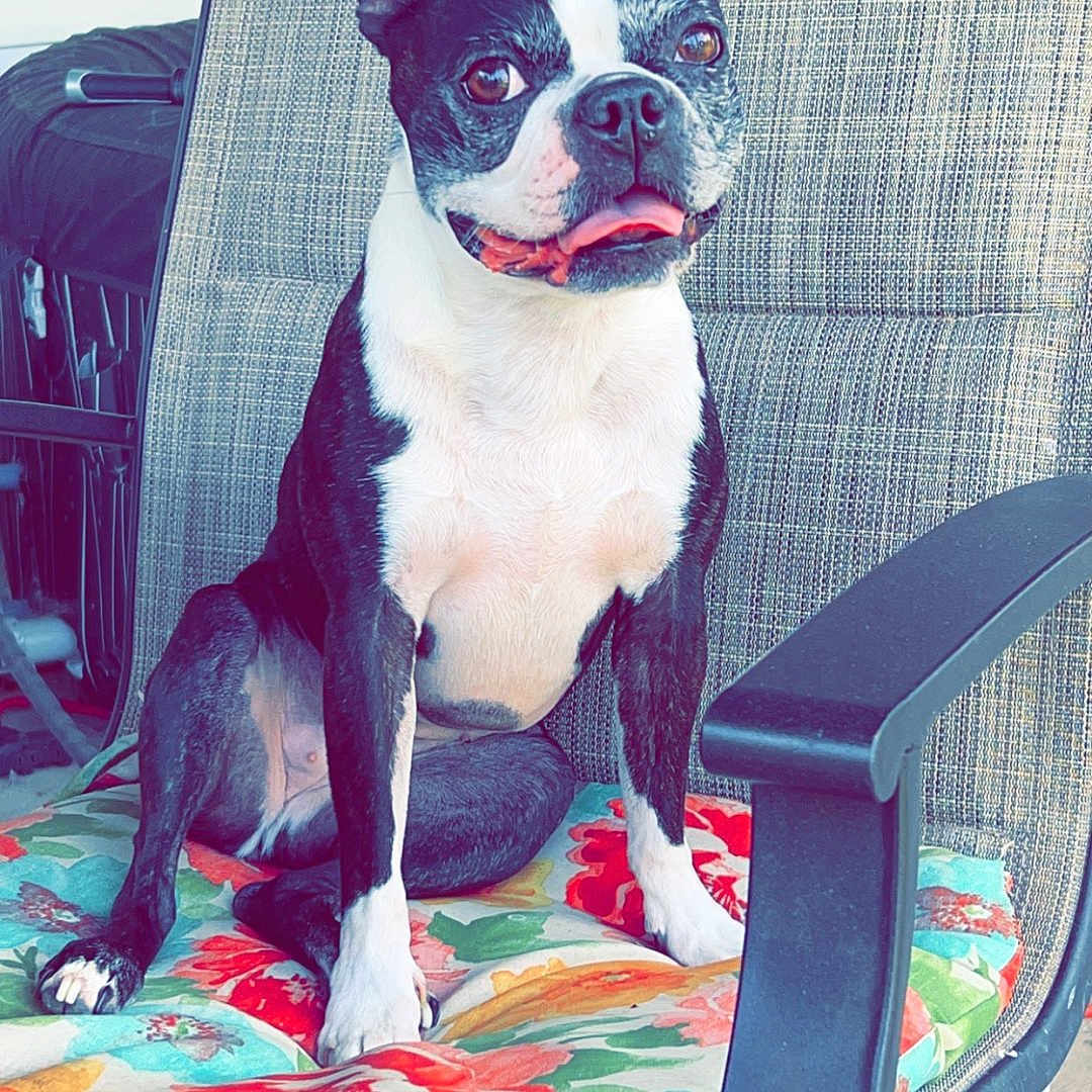 Pepper Anne joined the competition — help win amazing prizes! animal, armchair, ball, bostonbull, boxer, bulldog, canine, chair, cushion, dog, frenchbulldog, furniture, homedecor, indoors, interiordesign, pet, pitbull, plant, pottedplant, puppy