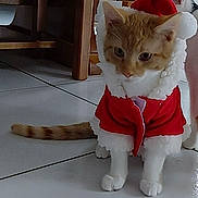 Ary a rejoint le concours — aidez-le/la à gagner de superbes lots ! animal, cat, clothing, costume, curious, cute, ears, feline, festive, floor, fur, holiday, household, indoor, pet, red, sitting, tail, tile, white