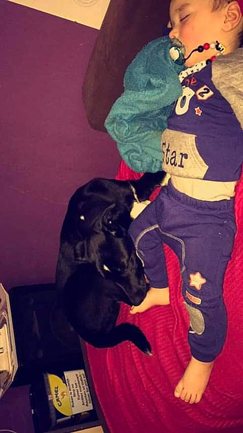 Kameron a rejoint le concours — aidez-le/la à gagner de superbes lots ! arm, canidae, cool, dog_breed, guard_dog, person, selfie, sporting_group, t_shirt