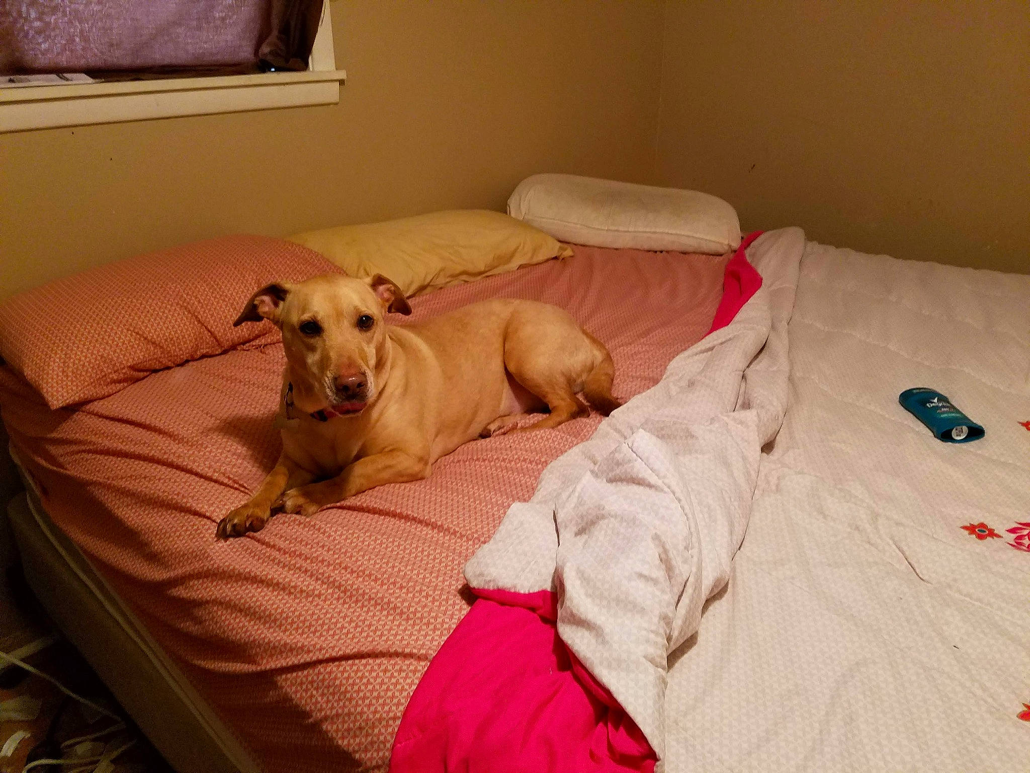 Chelsea joined the competition — help win amazing prizes! bed, carnivore, comfort, companion_dog, couch, dog, dog_breed, dog_supply, fawn, floor, flooring, hardwood, linens, pet_supply, picture_frame, room, snout, window, wood, working_animal