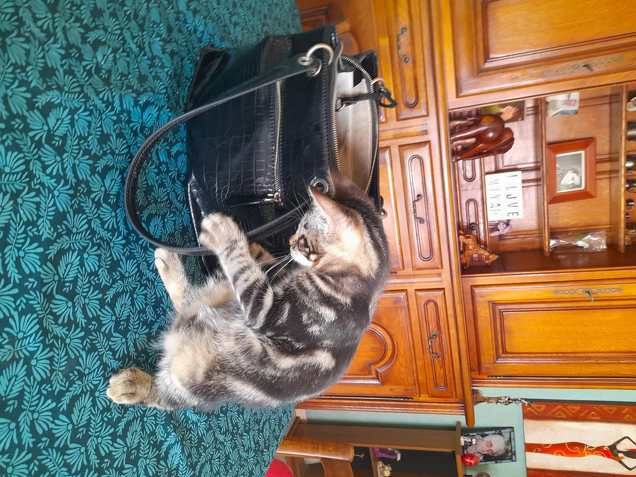 Grizou participe au concours pour gagner de l'argent avec cette photo : cabinetry, carnivore, cat, cupboard, dog_breed, domestic_short_haired_cat, drawer, felidae, flooring, fur, hardwood, room, small_to_medium_sized_cats, tail, varnish, whiskers, wood, wood_stain