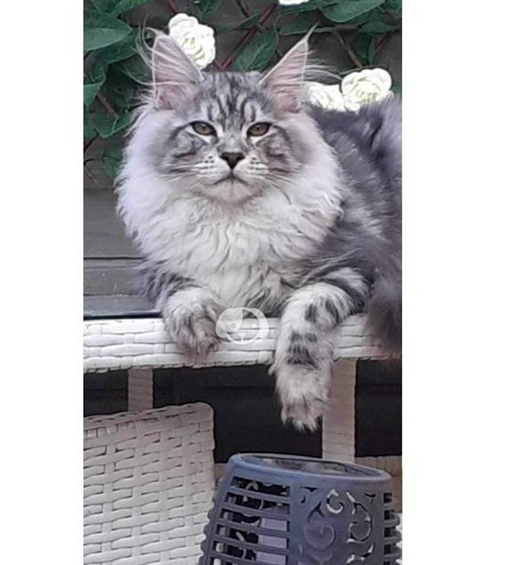 Aslan joined the competition — help win amazing prizes! art, box, british_longhair, carnivore, cat, domestic_short_haired_cat, fashion_accessory, felidae, font, fur, monochrome_photography, pattern, photo_caption, ragdoll, rectangle, sitting, small_to_medium_sized_cats, snout, terrestrial_animal, whiskers