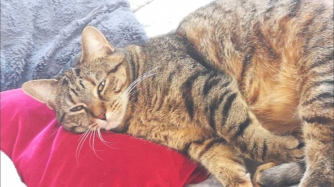 Pyxie