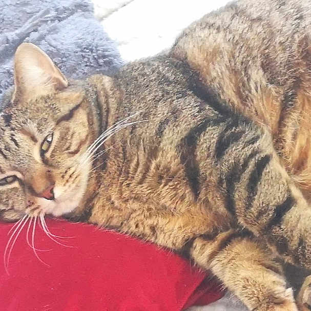 Pyxie