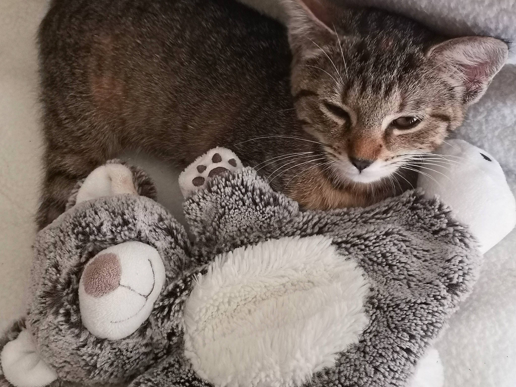 Pyxie participe au concours pour gagner de l'argent avec cette photo : carnivore, cat, cat_bed, claw, comfort, domestic_short_haired_cat, fawn, felidae, fur, grey, linens, paw, small_to_medium_sized_cats, snout, stuffed_toy, tail, terrestrial_animal, toy, whiskers, wildlife