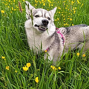Shaina participe au concours pour gagner de l'argent avec cette photo : animal, canine, chewing, dog, field, flora, fur, grass, greenery, husky, meadow, muzzle, nature, outdoor, pet, pink_harness, playful, spring, summer, yellow_flowers