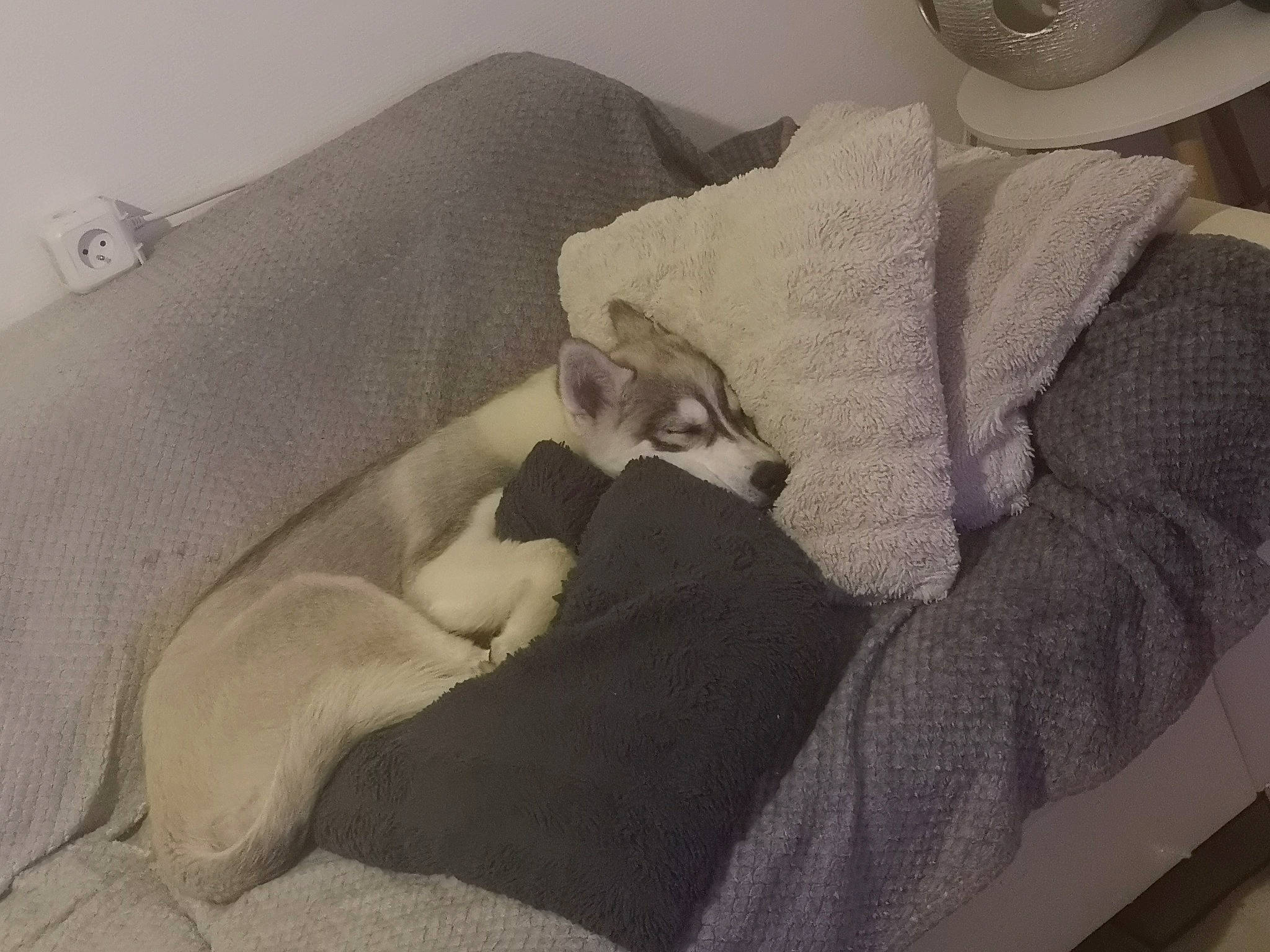 Shaina participe au concours pour gagner de l'argent avec cette photo : bedding, canidae, carnivore, cat_bed, comfort, companion_dog, dog_breed, felidae, fur, grey, linens, nap, paw, room, sleep, slipcover, small_to_medium_sized_cats, sporting_group, tail, whiskers