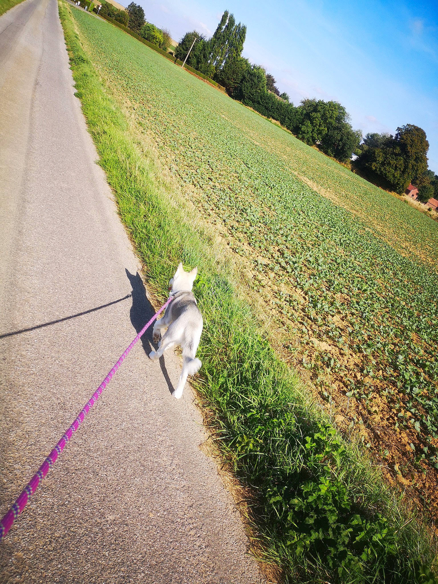 Shaina participe au concours pour gagner de l'argent avec cette photo : asphalt, carnivore, collar, companion_dog, dog, dog_breed, fawn, grass, grass_family, landscape, leash, people_in_nature, pet_supply, plant, road, road_surface, sky, tail, tints_and_shades, tree