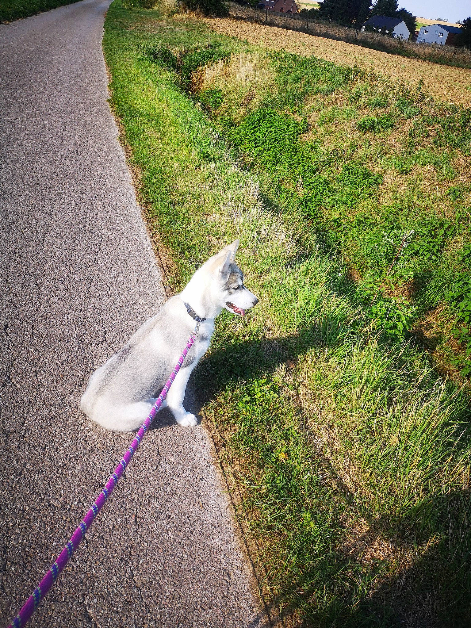 Shaina participe au concours pour gagner de l'argent avec cette photo : asphalt, canidae, carnivore, collar, companion_dog, curb, dog, dog_breed, dog_collar, fawn, grass, lawn, leash, plant, road, road_surface, shadow, sidewalk, sporting_group, tail