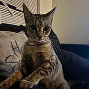 Liliana joined the competition — help win amazing prizes! cat, tabby, indoor, couch, pillow, window, blinds, furniture, pet, animal, whiskers, ears, curious, alert, brown, striped, front_paw, sitting, close_up, domestic_cat