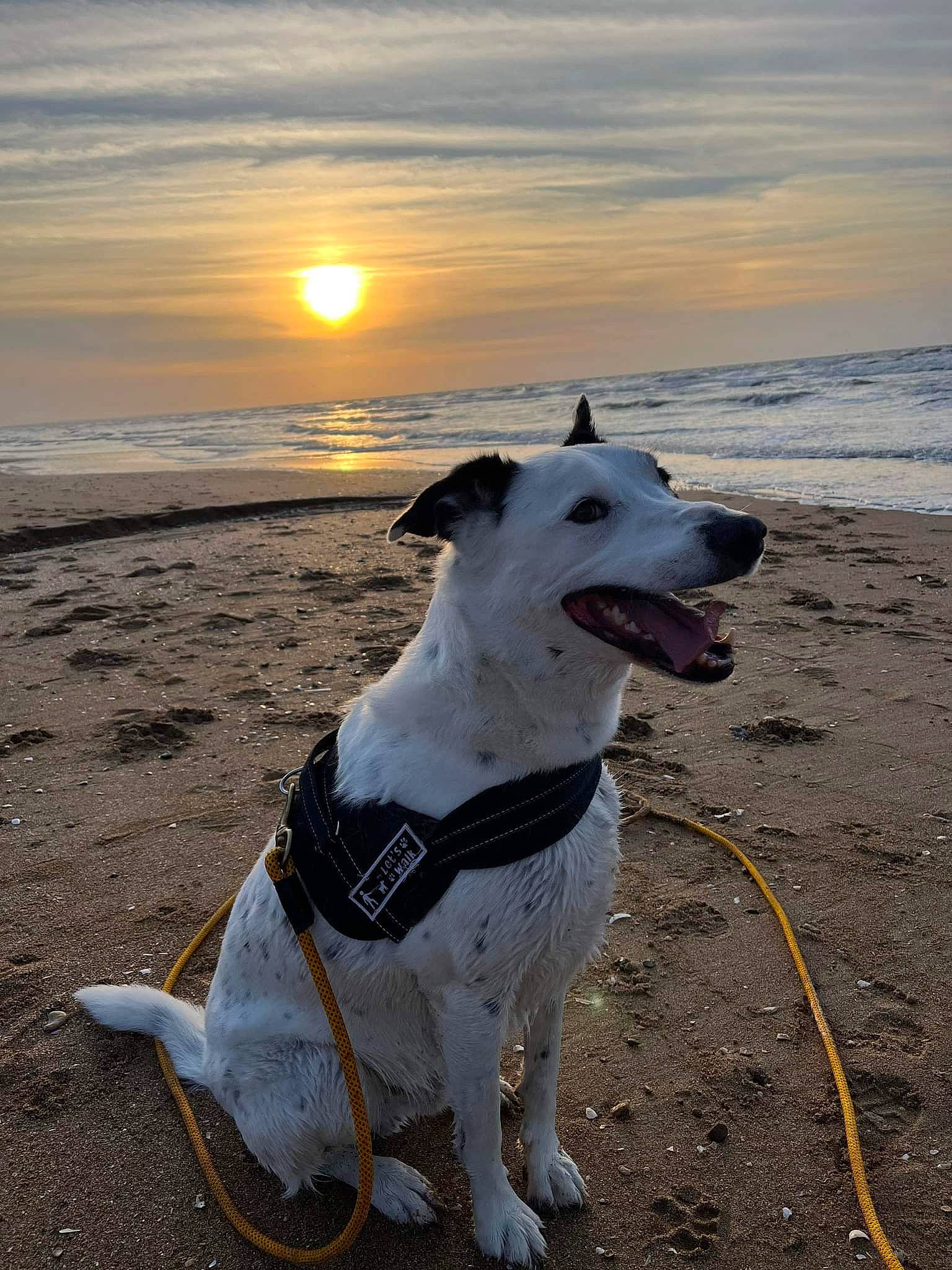 Oupsy a rejoint le concours — aidez-le/la à gagner de superbes lots ! beach, body_of_water, carnivore, cloud, collar, companion_dog, dog, dog_breed, dog_collar, dog_supply, fawn, horizon, light, sand, sky, snout, sporting_group, sunrise, water, working_animal