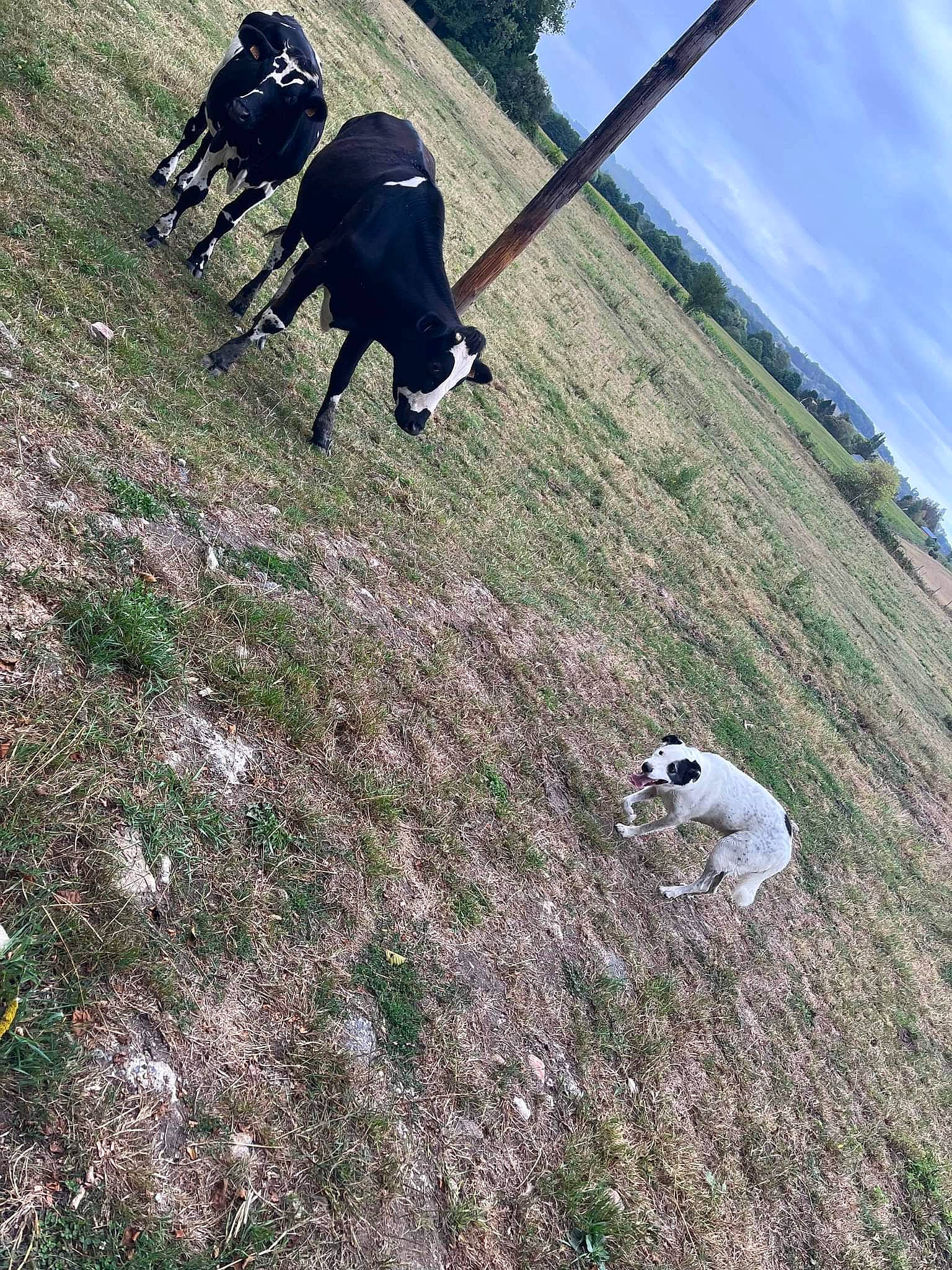 Oupsy a rejoint le concours — aidez-le/la à gagner de superbes lots ! canidae, carnivore, cloud, dog, dog_breed, grass, grassland, grazing, human_leg, landscape, livestock, mammal, pasture, plant, recreation, sky, soil, sporting_group, tree, working_animal