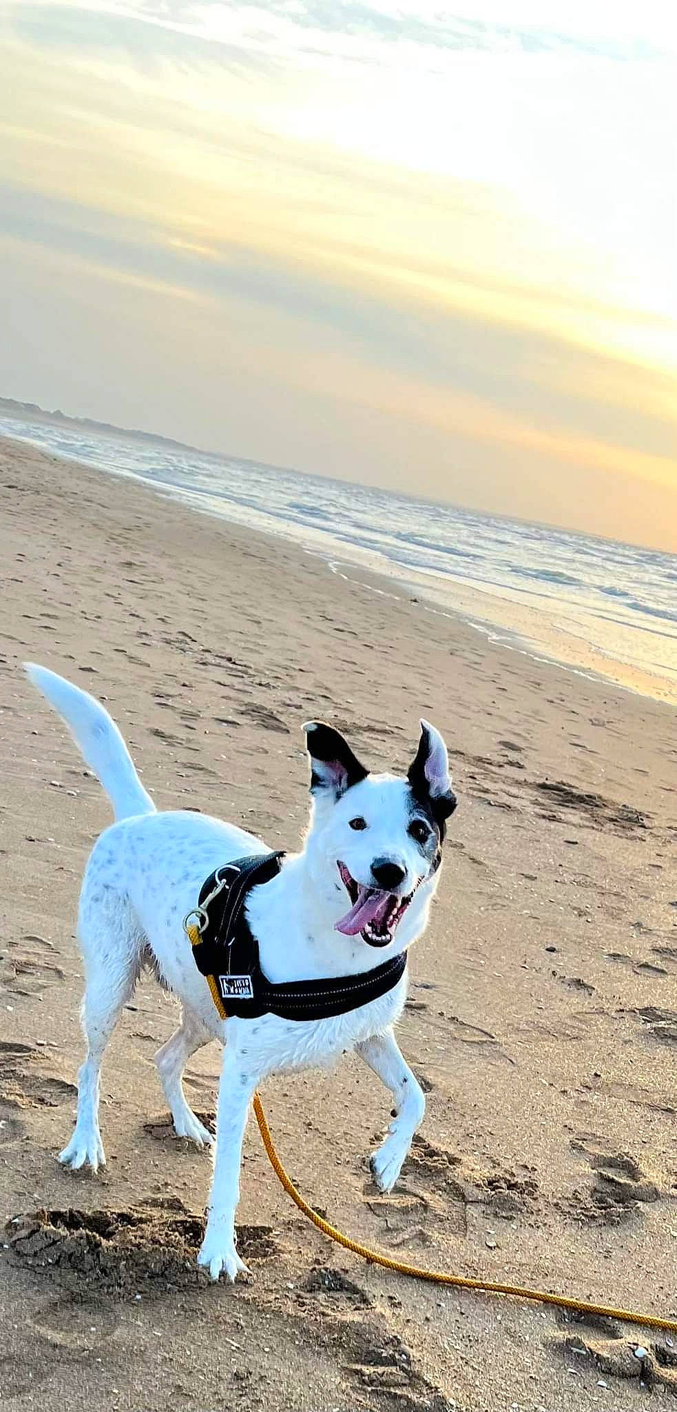 Oupsy a rejoint le concours — aidez-le/la à gagner de superbes lots ! beach, carnivore, cloud, collar, companion_dog, dog, dog_breed, dog_collar, dog_supply, fashion_accessory, horizon, leash, ocean, pet_supply, sand, sky, tail, terrier, water, working_animal