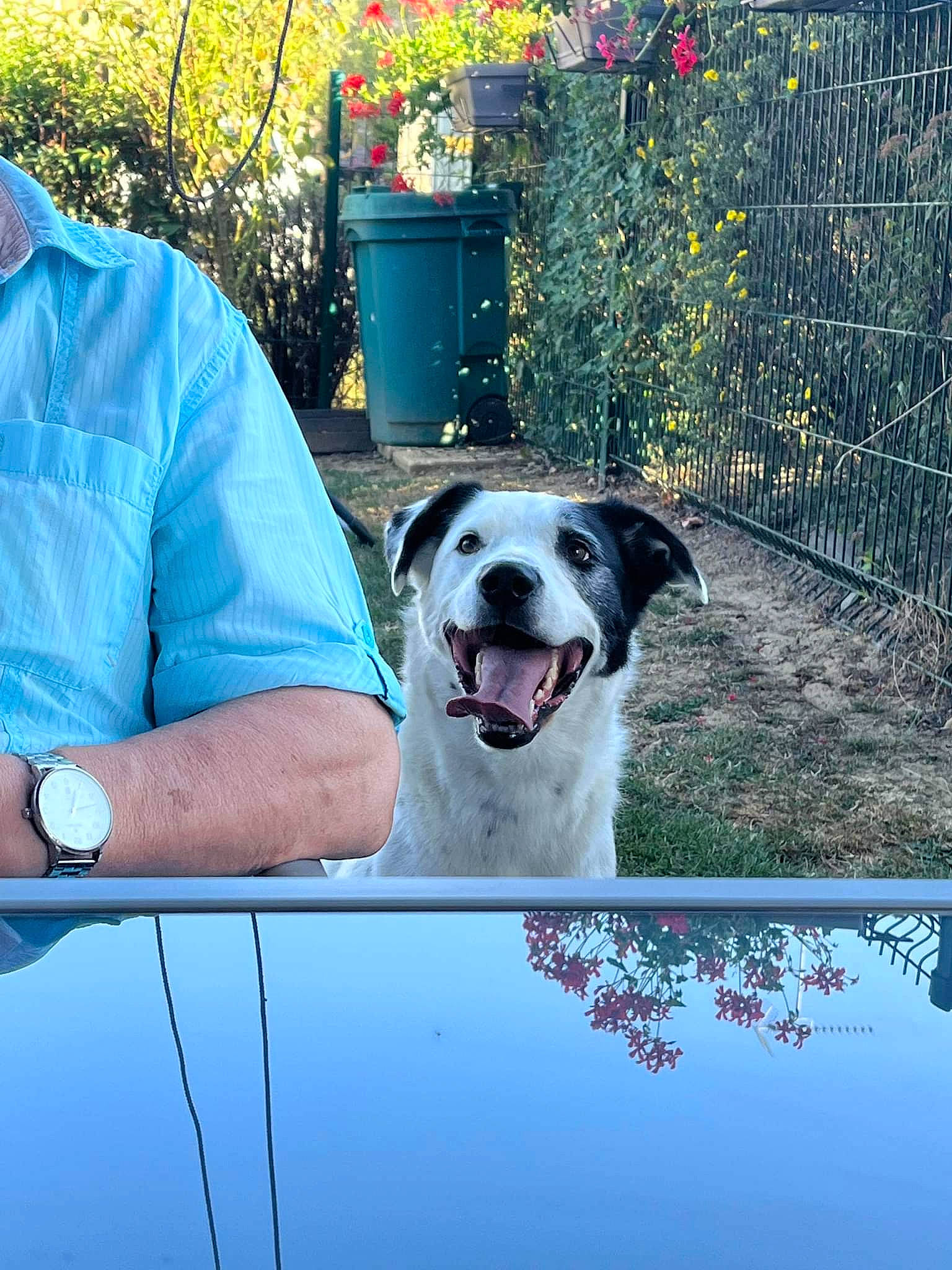 Oupsy participe au concours pour gagner de l'argent avec cette photo : blue, canidae, carnivore, chair, companion_dog, dog, dog_breed, flowerpot, grass, leisure, mammal, photo_caption, plant, sitting, snout, sporting_group, t_shirt, tree, watch, working_dog