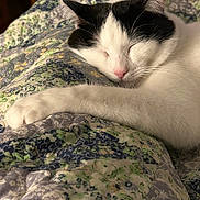 Leia is registered to the contest to win money with this photo: animal, bed, black_and_white, cat, closeup, cozy, cute, domestic, floral_pattern, fur, indoor, mammal, paw, peaceful, pet, quilt, relaxed, rest, sleeping, whiskers