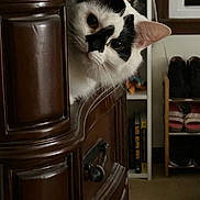 Georgiana Powers joined the competition — help win amazing prizes! animal, black_and_white, bookshelf, cat, cozy, curiosity, curious, domestic, dresser, eyes, furniture, head_tilt, home, indoor, mischievous, peeking, pet, room, shoe_rack, wooden_furniture