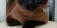 Dalí joined the competition — help win amazing prizes! animal, black_face, blue_eyes, brown_fur, cat, chair, close_up, cushion, cute, domestic_animal, feline, furniture, household, indoor, pet, portrait, relaxed, siamese_cat, sitting, whiskers