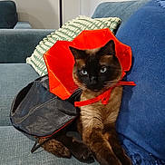 Dalí is registered to the contest to win money with this photo: animal, black, blue_pillow, cat, costume, couch, cute, domestic, feline, fur, green_pillow, home, indoor, orange, pet, pillow, relaxed, siamese_cat, sitting, whiskers