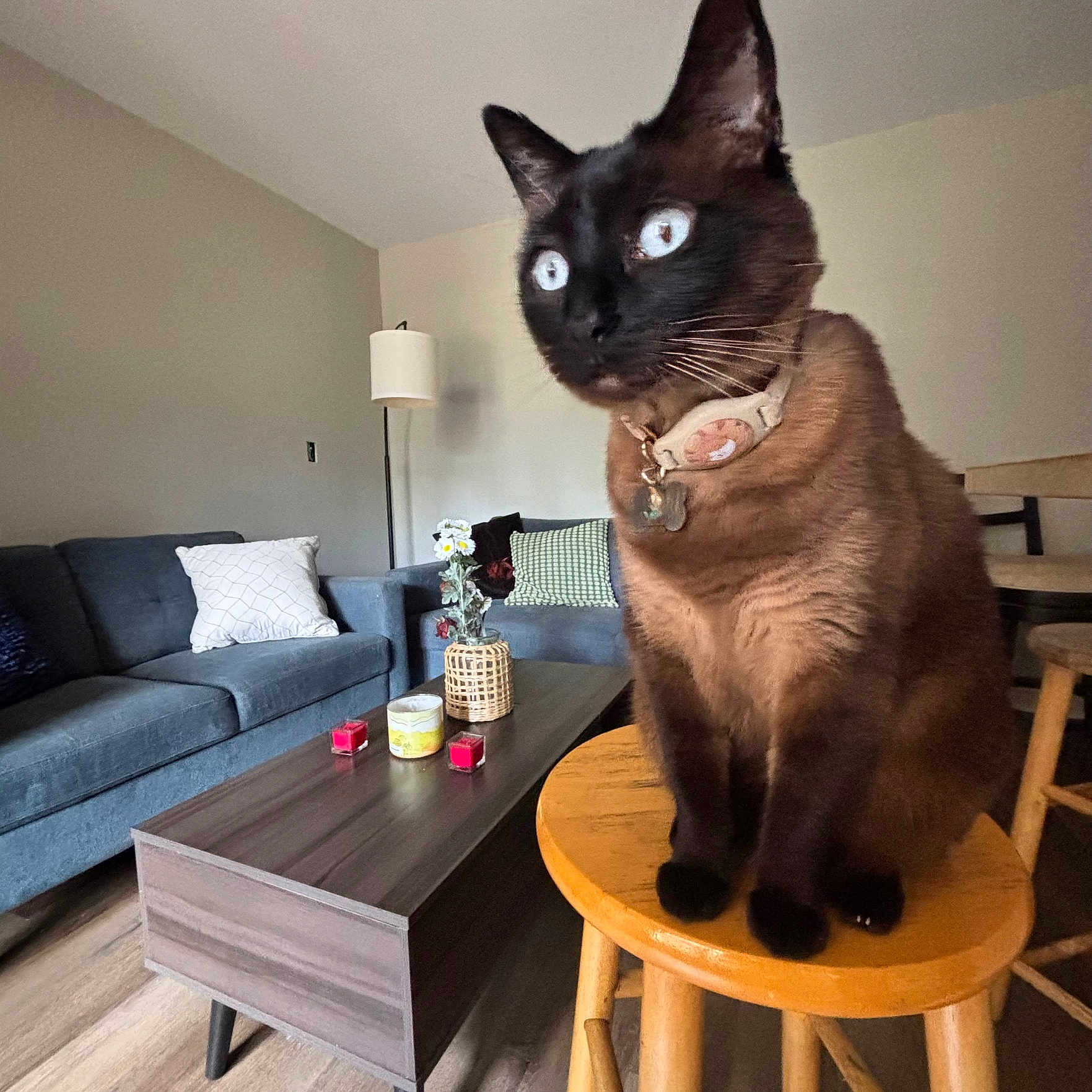 Dalí joined the competition — help win amazing prizes! animal, blue_eyes, candles, cat, coffee_table, collar, couch, cozy, domestic, feline, flooring, home_decor, indoor, lamp, living_room, pet, siamese_cat, sitting, stool, wooden_furniture