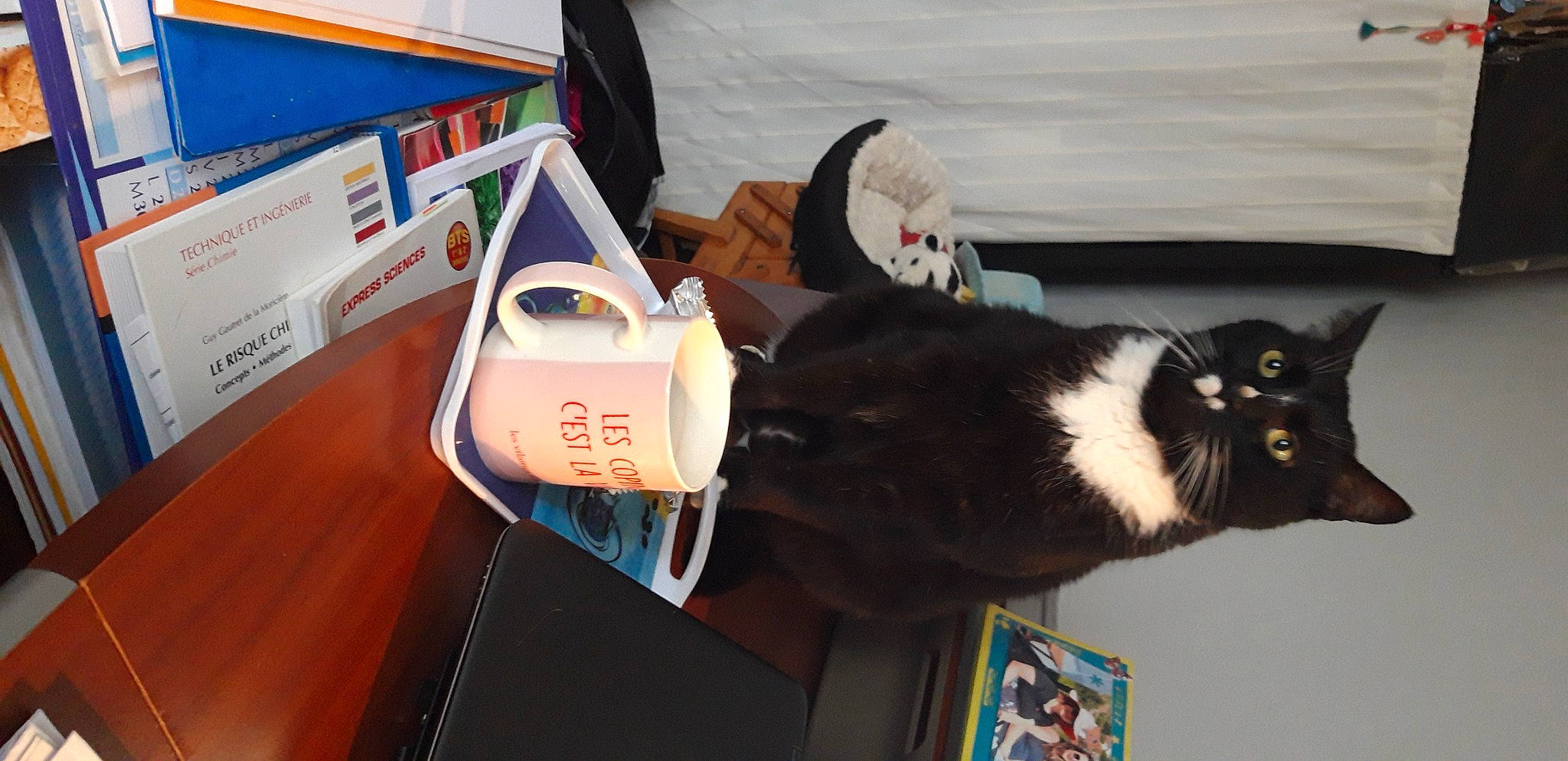 Moustache participe au concours pour gagner de l'argent avec cette photo : bag, black_cat, box, cardboard, carmine, carnivore, cat, domestic_short_haired_cat, felidae, fur, lap, paper, paper_product, plant, room, shipping_box, small_to_medium_sized_cats, tail, whiskers