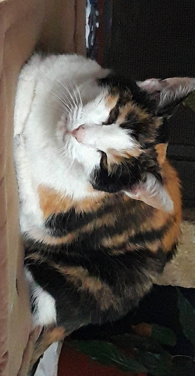 Charlotte a rejoint le concours — aidez-le/la à gagner de superbes lots ! carnivore, cat, claw, comfort, domestic_short_haired_cat, ear, eye, felidae, foot, fur, human_leg, nap, paw, sleep, small_to_medium_sized_cats, snout, tail, terrestrial_animal, whiskers