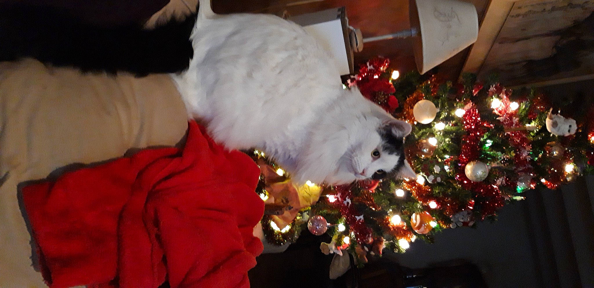 Orion participe au concours pour gagner de l'argent avec cette photo : cat, christmas, christmas_decoration, christmas_eve, christmas_ornament, christmas_tree, conifer, event, felidae, fun, fur, holiday, holiday_ornament, lap, ornament, small_to_medium_sized_cats, tradition, tree, whiskers, winter