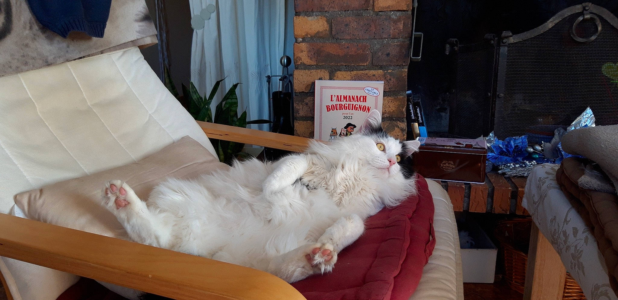 Orion a rejoint le concours — aidez-le/la à gagner de superbes lots ! carnivore, cat, chair, comfort, companion_dog, curtain, dog_breed, door, felidae, foot, fur, furniture, nap, paw, plant, small_to_medium_sized_cats, sporting_group, tail, whiskers