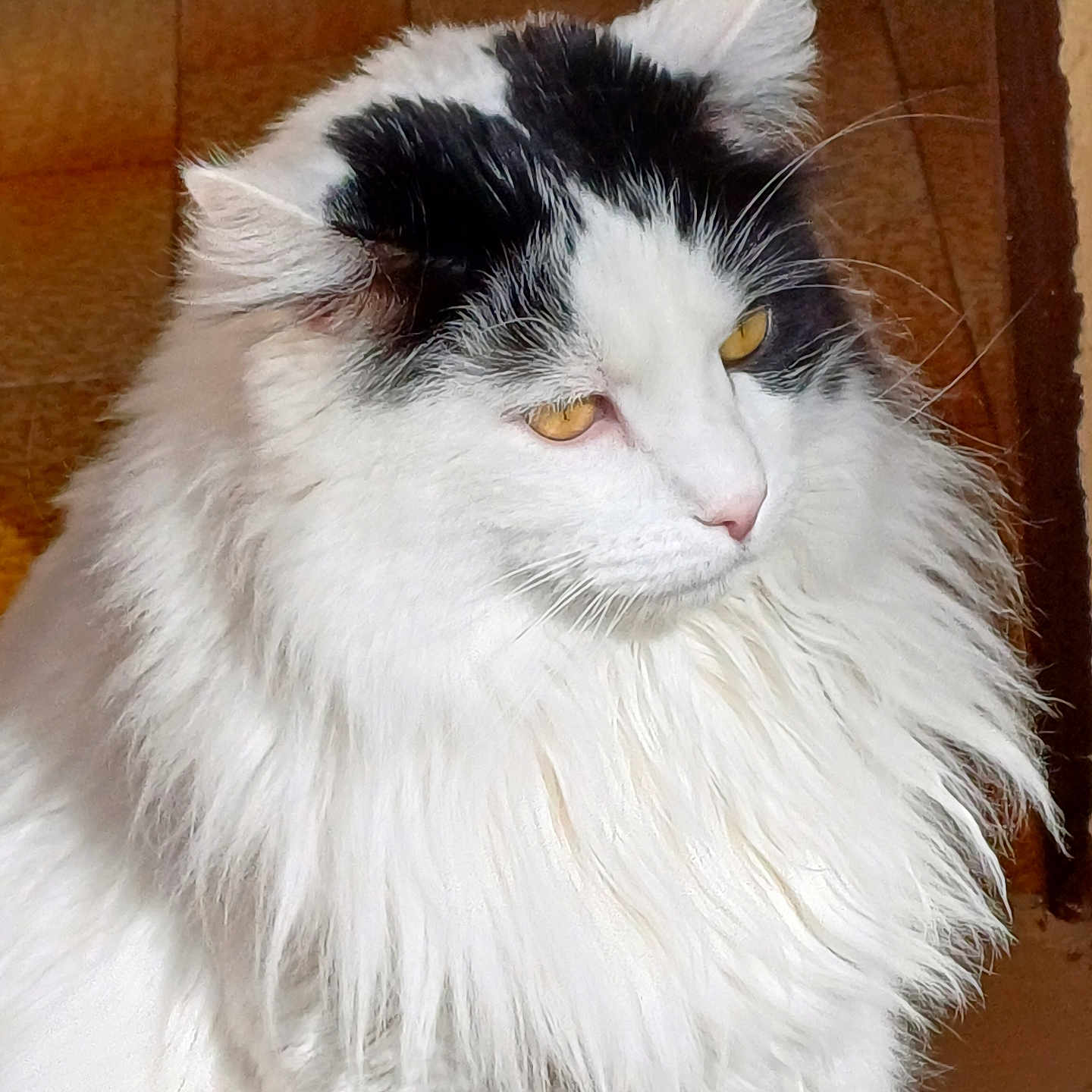 Orion a rejoint le concours — aidez-le/la à gagner de superbes lots ! animal, black_patches, calm, cat, close_up, cute, domestic_cat, feline, fluffy, fur, indoor, long_hair, mammal, pet, portrait, resting, side_view, whiskers, white_fur, yellow_eyes