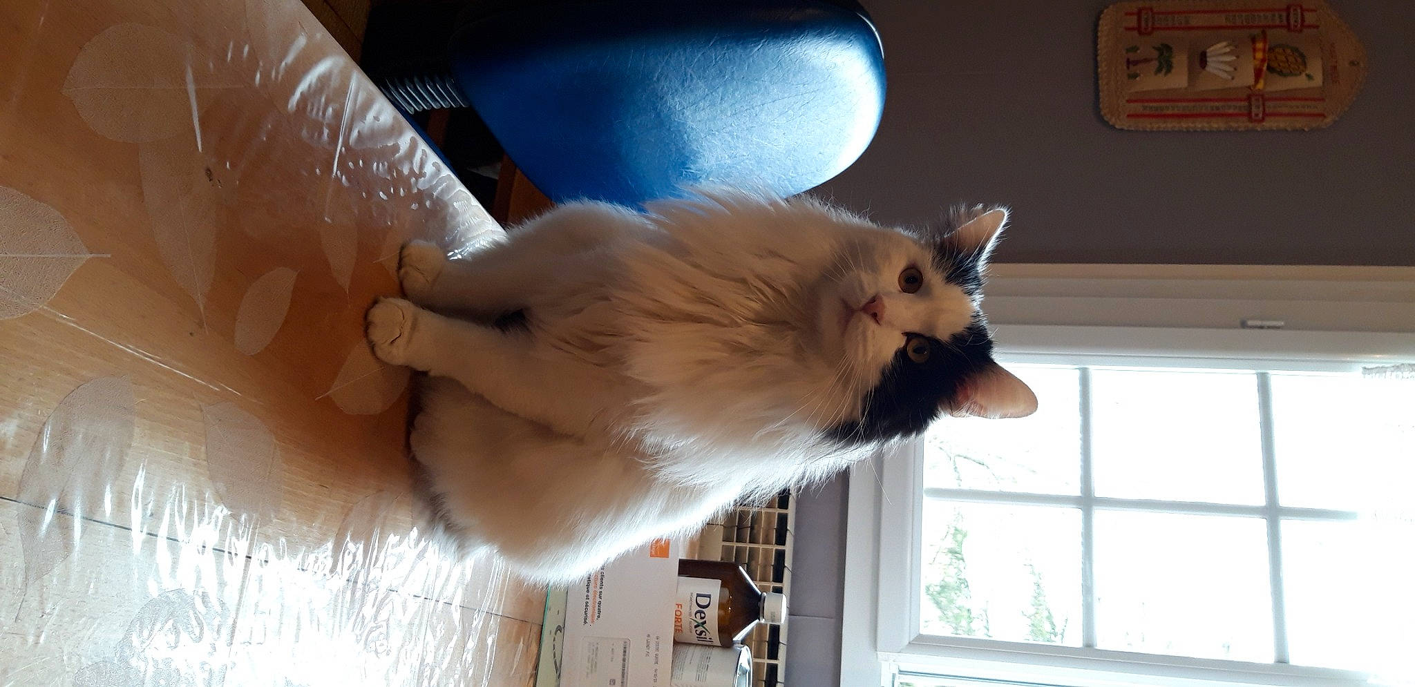 Orion participe au concours pour gagner de l'argent avec cette photo : balinese, birman, canidae, carnivore, cat, claw, companion_dog, dog_breed, fawn, felidae, fur, gesture, paw, small_to_medium_sized_cats, snout, spitz, tail, whiskers, window, wood