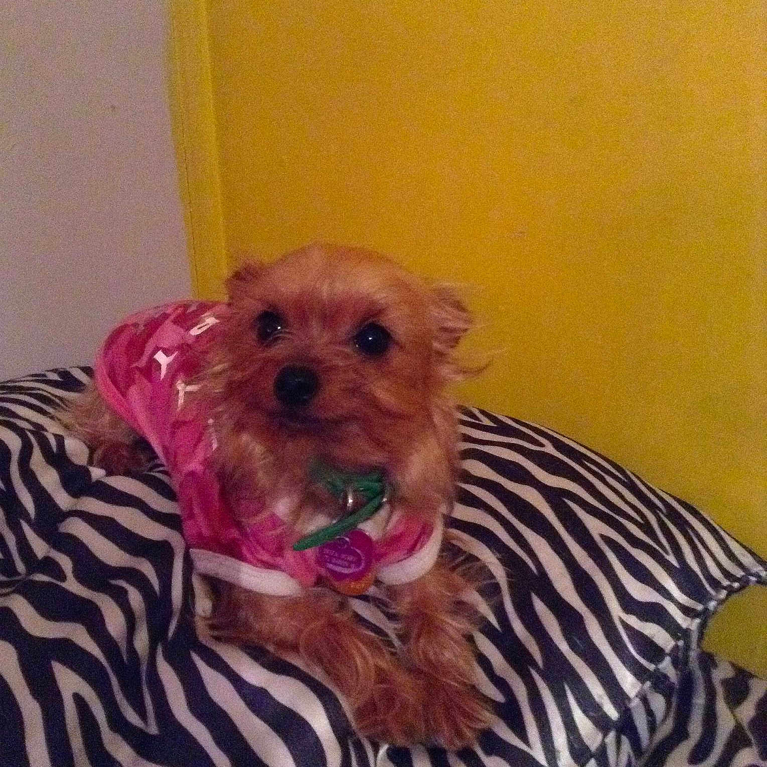 Bria is registered to the contest to win money with this photo: