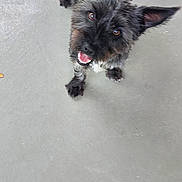 Ruby joined the competition — help win amazing prizes! alert, animal, black_dog, canine, companion, concrete_floor, cute, dog, ears_up, fluffy_tail, friendly, fur, happy, looking_up, mammal, outdoor, pet, playful, standing, tongue_out