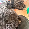 Ruby is registered to the contest to win money with this photo: animal, black_dog, calm, casual, chair, closeup, colorful, comfort, cozy, dog, fluffy, fur, indoor, lap, napping, person, pet, relaxing, resting, sleeping