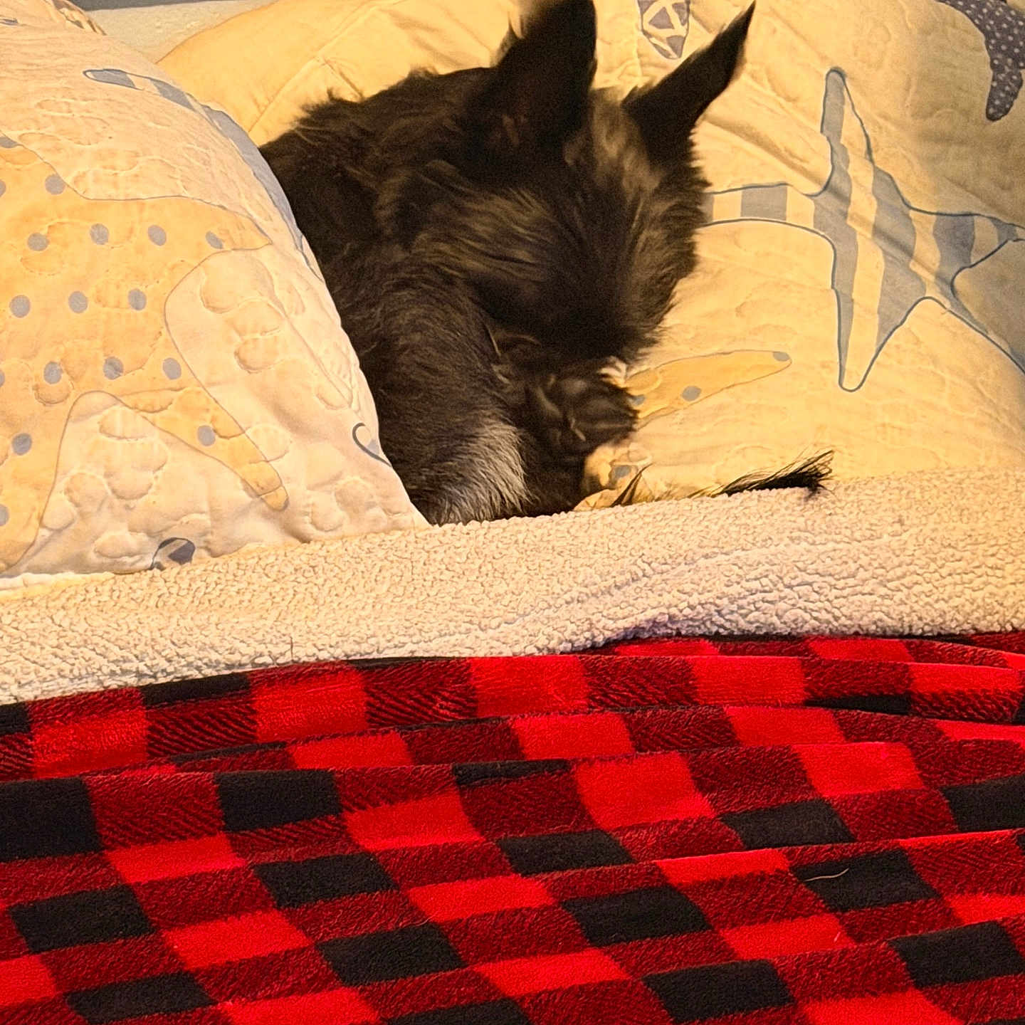 Ruby is registered to the contest to win money with this photo: animal, bed, black_dog, blanket, comfort, cozy, dog, fabric, furry, home, indoor, pet, pillow, plush, quilting, resting, sleeping, starfish_pattern, warm, wooden_headboard