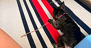 Ruby joined the competition — help win amazing prizes! animal, black_dog, blue_chair, blue_stripes, chewing, collar, dog, floor, fur, green_chair, indoor, pet, plastic_chair, playful, red_stripes, resting, small_dog, stick, striped_rug, white_stripes