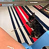 animal, black_dog, blue_chair, blue_stripes, chewing, collar, dog, floor, fur, green_chair, indoor, pet, plastic_chair, playful, red_stripes, resting, small_dog, stick, striped_rug, white_stripes