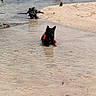Ruby joined the competition — help win amazing prizes! animal, beach, black_dog, calm, daytime, dog, driftwood, harness, nature, outdoor, pet, relaxing, ripples, sand, shallow_water, shore, small_dog, summer, sunlight, water