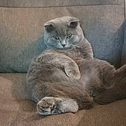 Alfy participe au concours pour gagner de l'argent avec cette photo : cat, gray_cat, fluffy, lounge, couch, indoor, pet, feline, relaxed, fur, ears, sitting, animal, cozy, home, cute, looking, portrait, paw, resting