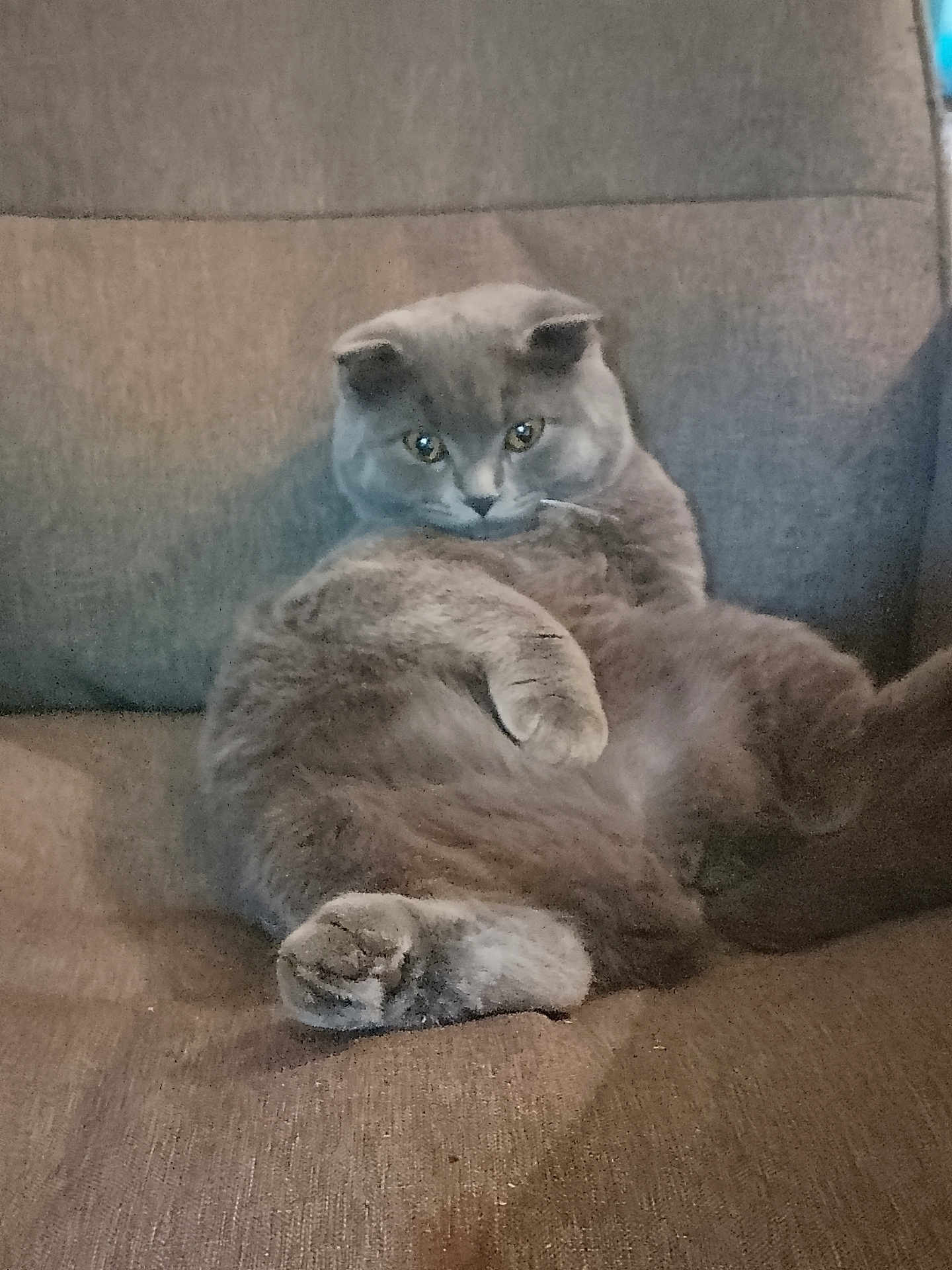 Alfy participe au concours pour gagner de l'argent avec cette photo : cat, gray_cat, fluffy, lounge, couch, indoor, pet, feline, relaxed, fur, ears, sitting, animal, cozy, home, cute, looking, portrait, paw, resting