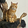 Gizmo participe au concours pour gagner de l'argent avec cette photo : cat, orange_tabby, fluffy, wooden_perch, black_fur_cushion, indoor, pet, animal, feline, curious, sitting, portrait, whiskers, ears, fur, closeup, cute, domestic_cat, calm, natural_light