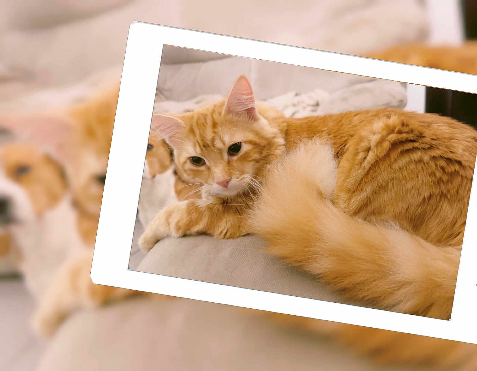 Gizmo a rejoint le concours — aidez-le/la à gagner de superbes lots ! cat, ginger_cat, dog, tablet, couch, indoor, pet, relaxing, fur, animal, home, technology, screen, blurred_background, comfortable, domestic, laying_down, closeup, soft_lighting, feline