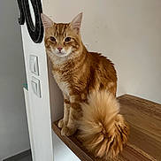 Gizmo a rejoint le concours — aidez-le/la à gagner de superbes lots ! cat, orange_tabby, fluffy_tail, indoor, wooden_stairs, pet, animal, feline, curious, calm, house, wall, mirror, fur, whiskers, ears, paws, domestic_cat, resting, looking