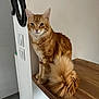 cat, orange_tabby, fluffy_tail, indoor, wooden_stairs, pet, animal, feline, curious, calm, house, wall, mirror, fur, whiskers, ears, paws, domestic_cat, resting, looking