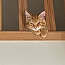 cat, ginger_cat, pet, animal, wooden_ledge, paws, curious, sleepy, indoor, feline, ears, whiskers, face, closeup, wood, vertical_bars, resting, looking_down, domestic_animal, cute