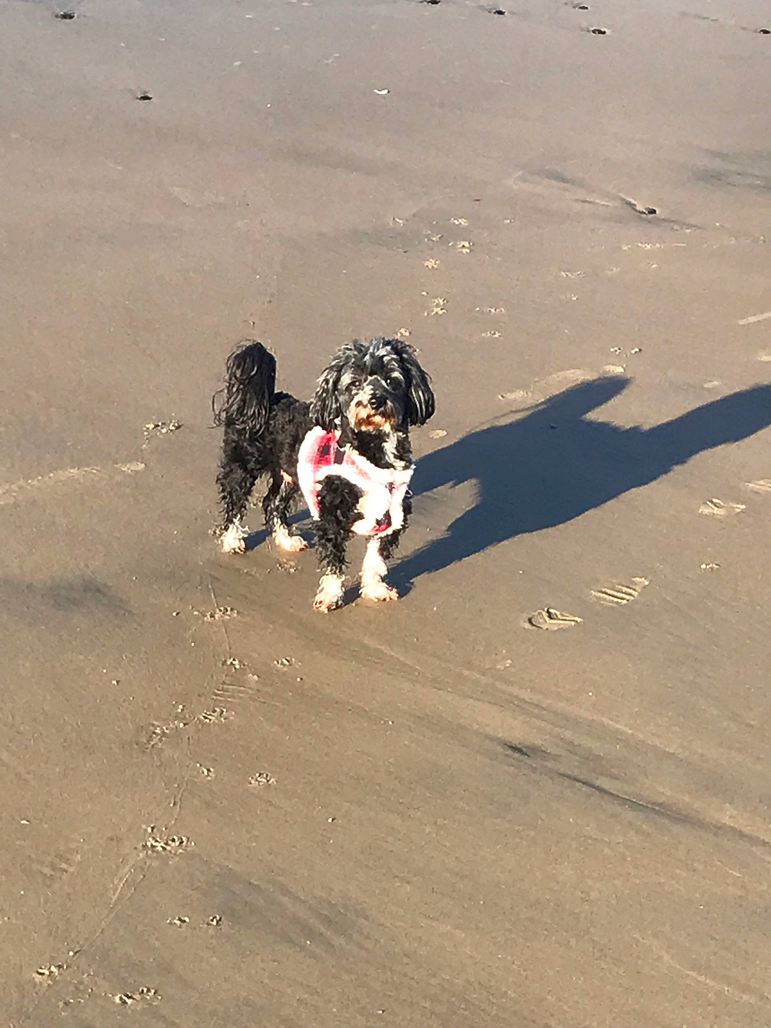 Louis is registered to the contest to win money with this photo: beach, canidae, carnivore, dog, dog_breed, dog_walking, english_springer_spaniel, sand, spaniel, sporting_group